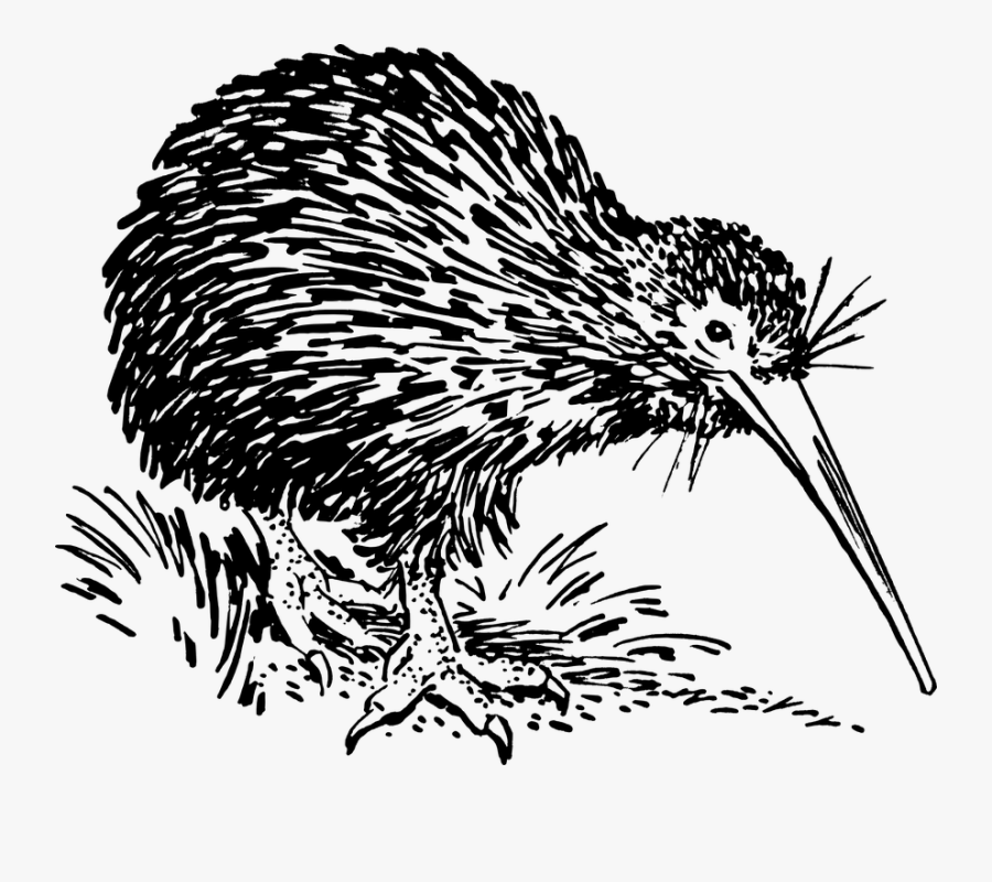 Porcupine,echidna,new World Porcupine,flightless Book,monotreme,european - Outline Of Kiwi Bird, Transparent Clipart