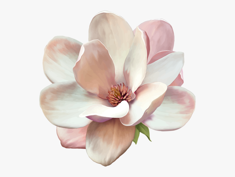 Magnolia Flower Png - Magnolia Clip Art Free , Free Transparent Clipart