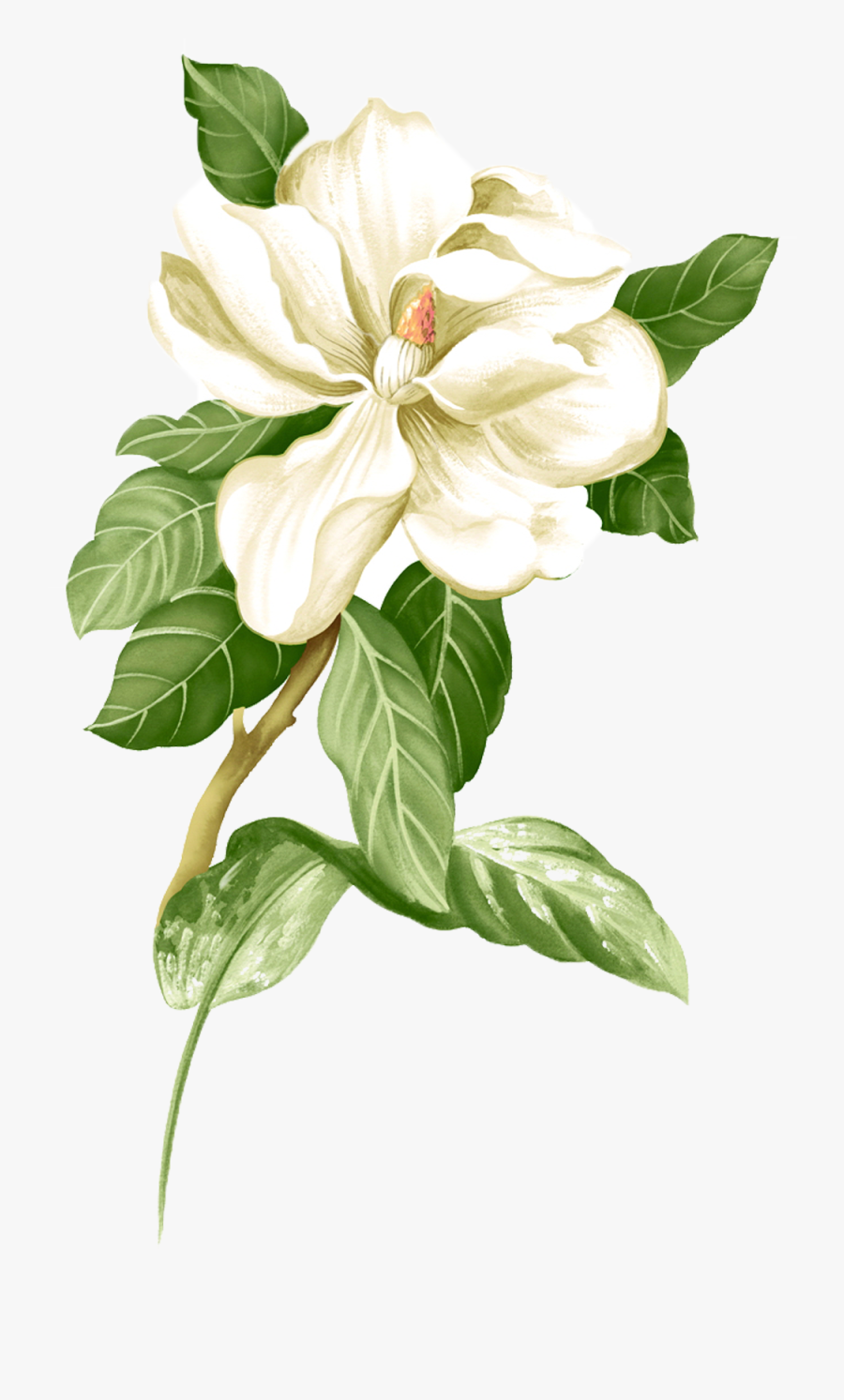 Jasmine Flower Png, Transparent Clipart