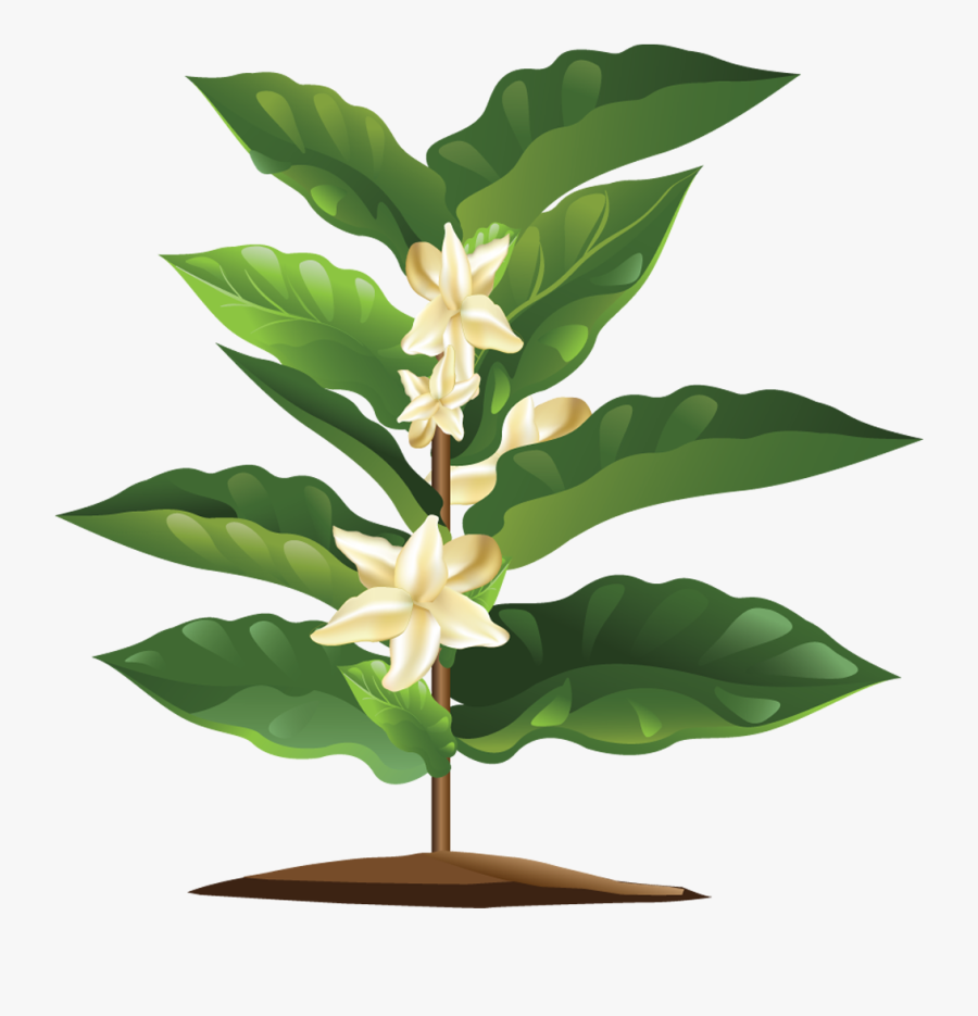 1006 X 1001 - Flor De Cafe Png, Transparent Clipart