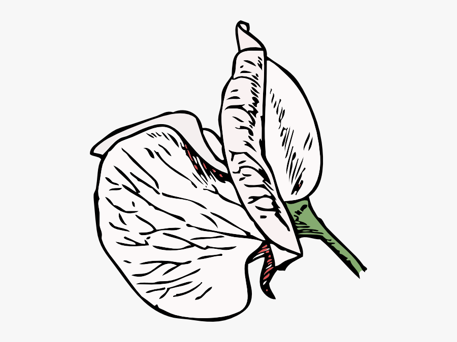 Sweet Pea Flower Cartoon, Transparent Clipart