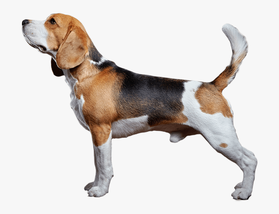 Clip Art Beagle Shih Tzu - Beagle Png, Transparent Clipart