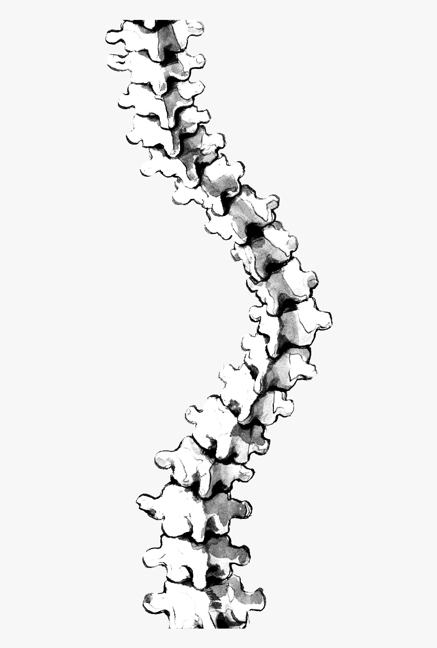 Рисунок позвоночника. Позвоночник. Позвоночник рисунок. Стилизованный позвоночник. Нарисованный позвоночник.