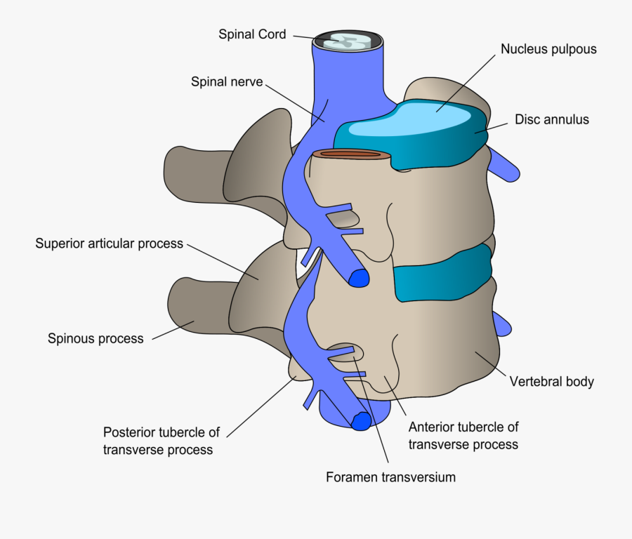 Image Free Library Things To Know - Synovial Joints In Vertebral Column, Transparent Clipart