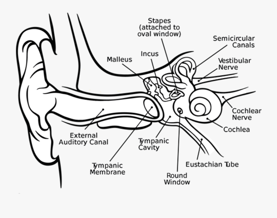 Transparent Ear Clipart Black And White - Human Ear Class 9, Transparent Clipart