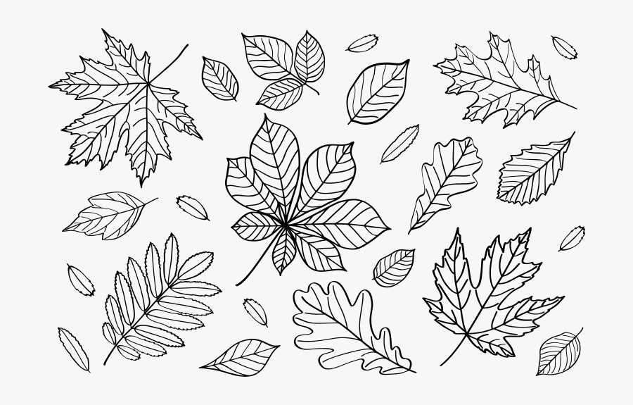 Autumn Leaves Outlines - Falling Leaves Outline Png, Transparent Clipart