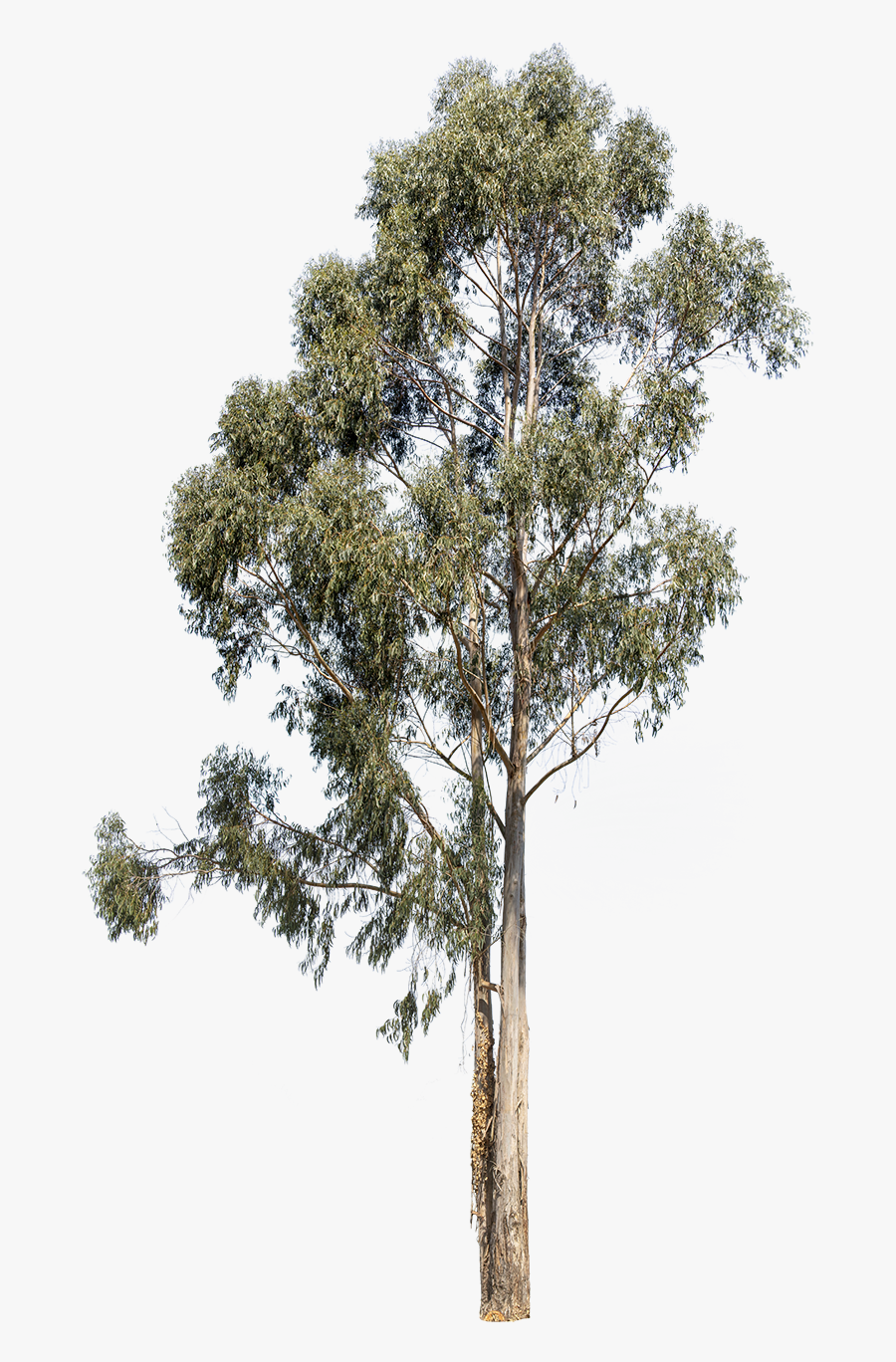 Transparent Kumquat Clipart - Eucalyptus Tree Cutout, Transparent Clipart