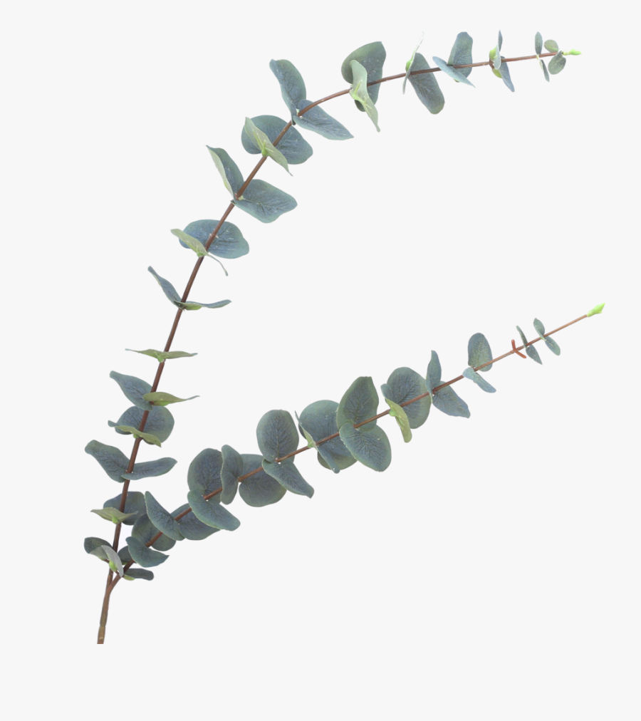 Eucalyptus Stem Png, Transparent Clipart