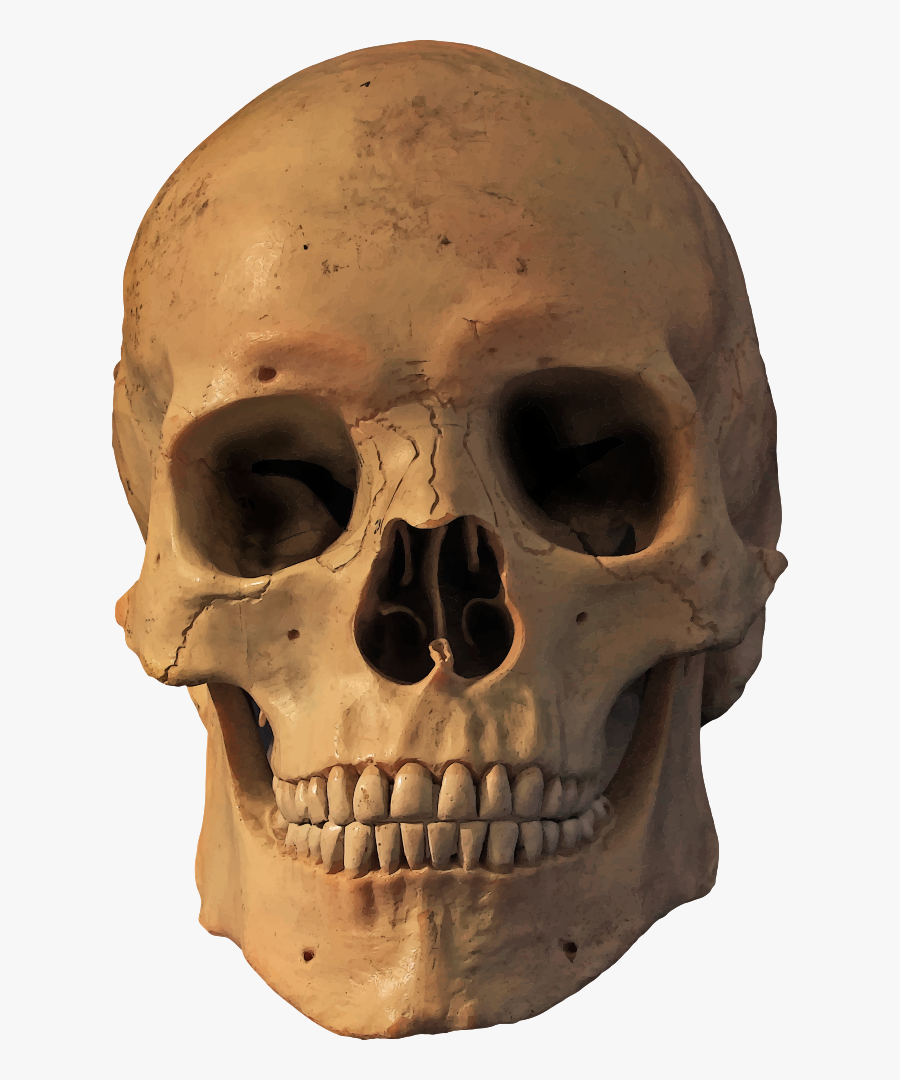 Head,skeleton,skull - 30 Year Old Skull, Transparent Clipart