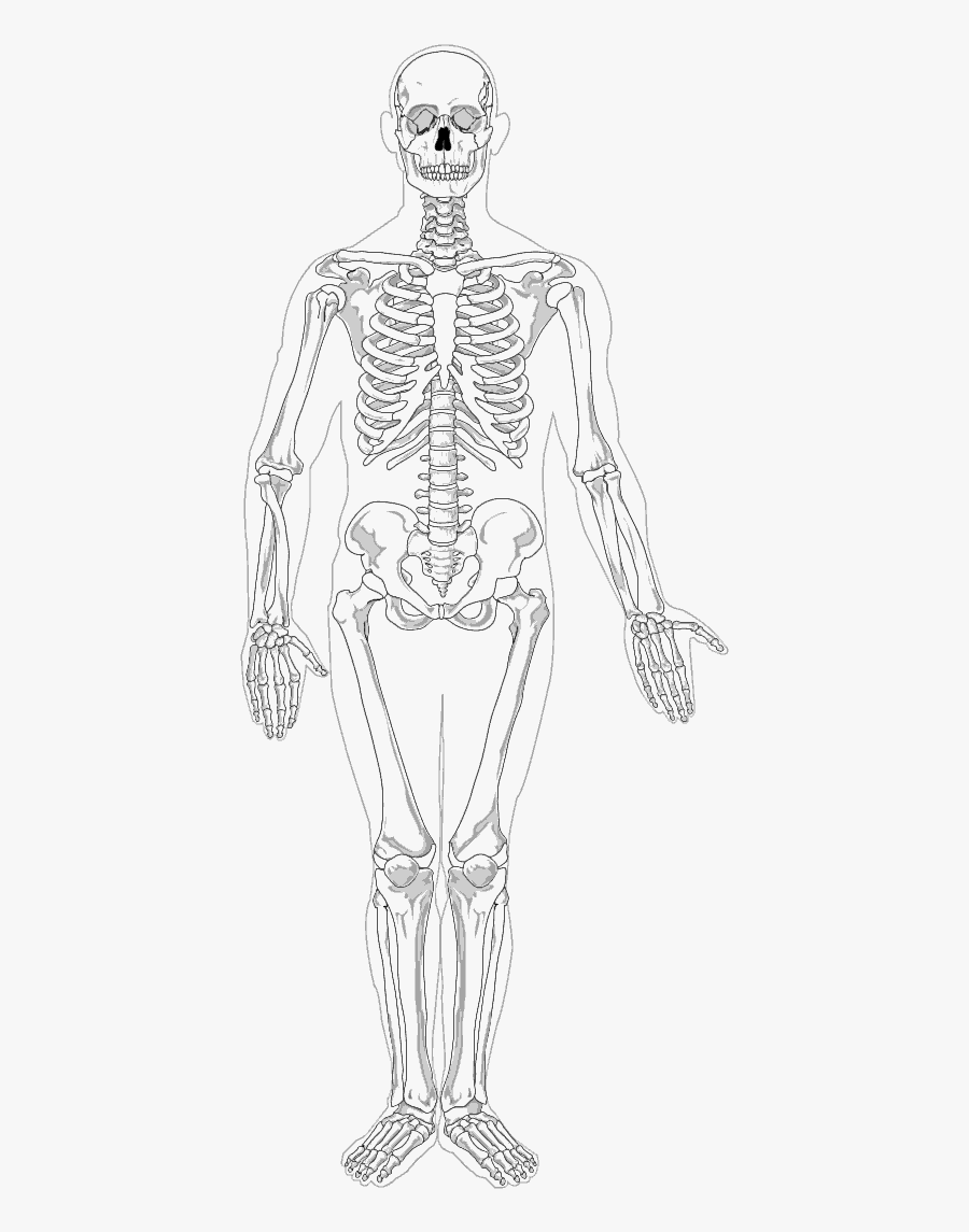 Human Full Page Bw Full Body Skeleton Drawing Free