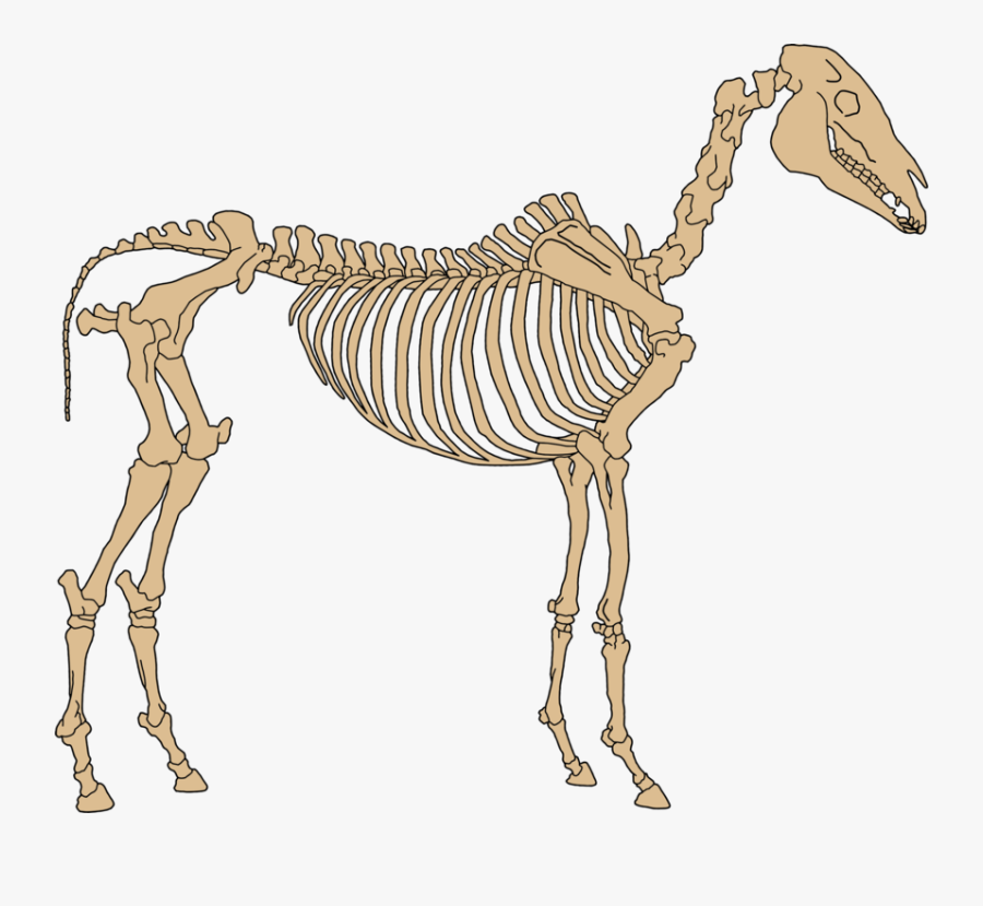 Animal - Bones Of A Zebra, Transparent Clipart