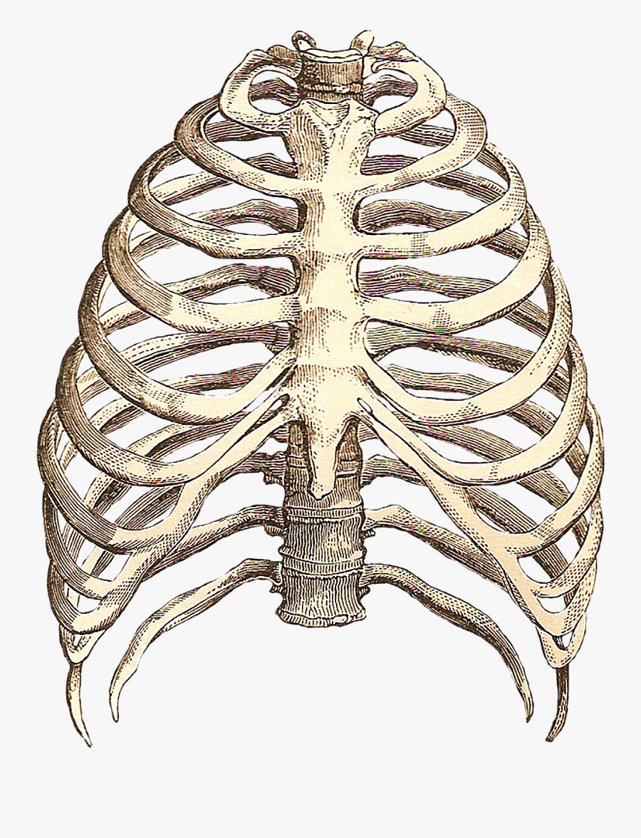 Ribcage Skeleton Clipart - Best Way To A Woman's Heart Between , Free ...