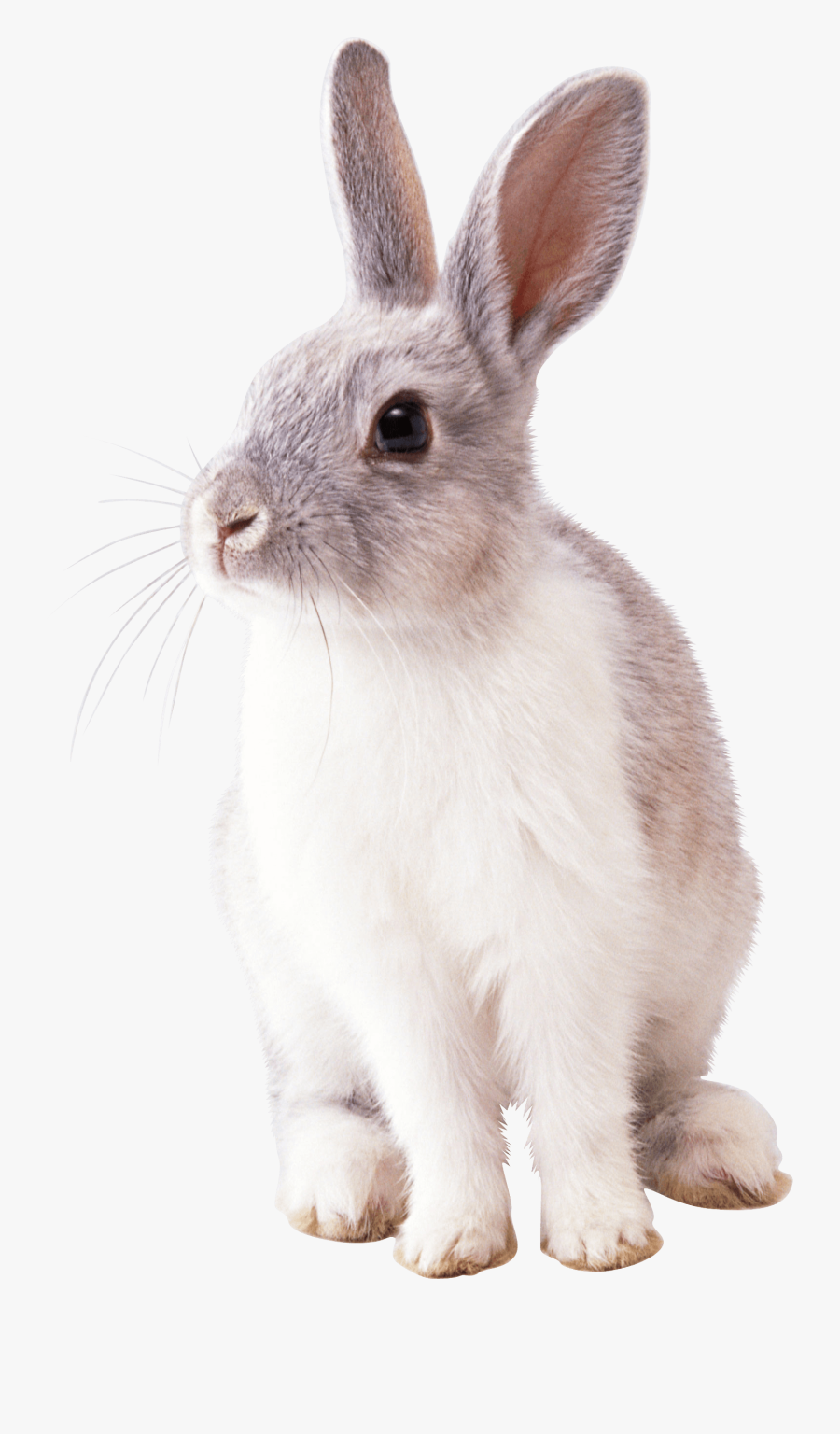 Pin By Charudeal On Animals - Rabbit Png, Transparent Clipart