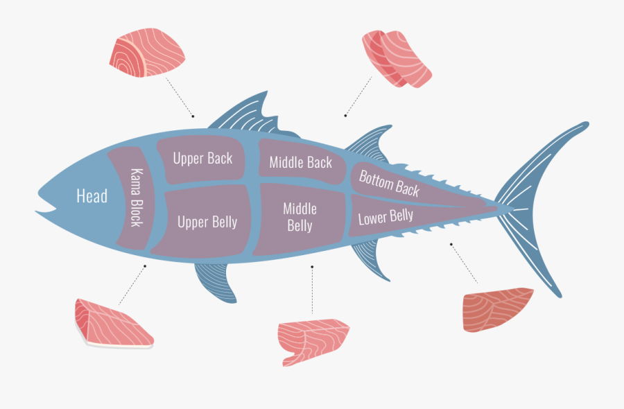 Tuna Cuts - Types Of Tuna Cuts, Transparent Clipart