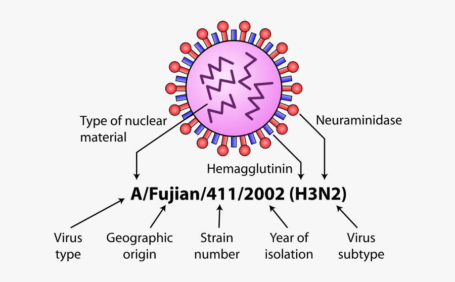 Https - //commons - Wikimedia - Org/wiki/file - - Svg - Labeled Diagram Of A Virus, Transparent Clipart