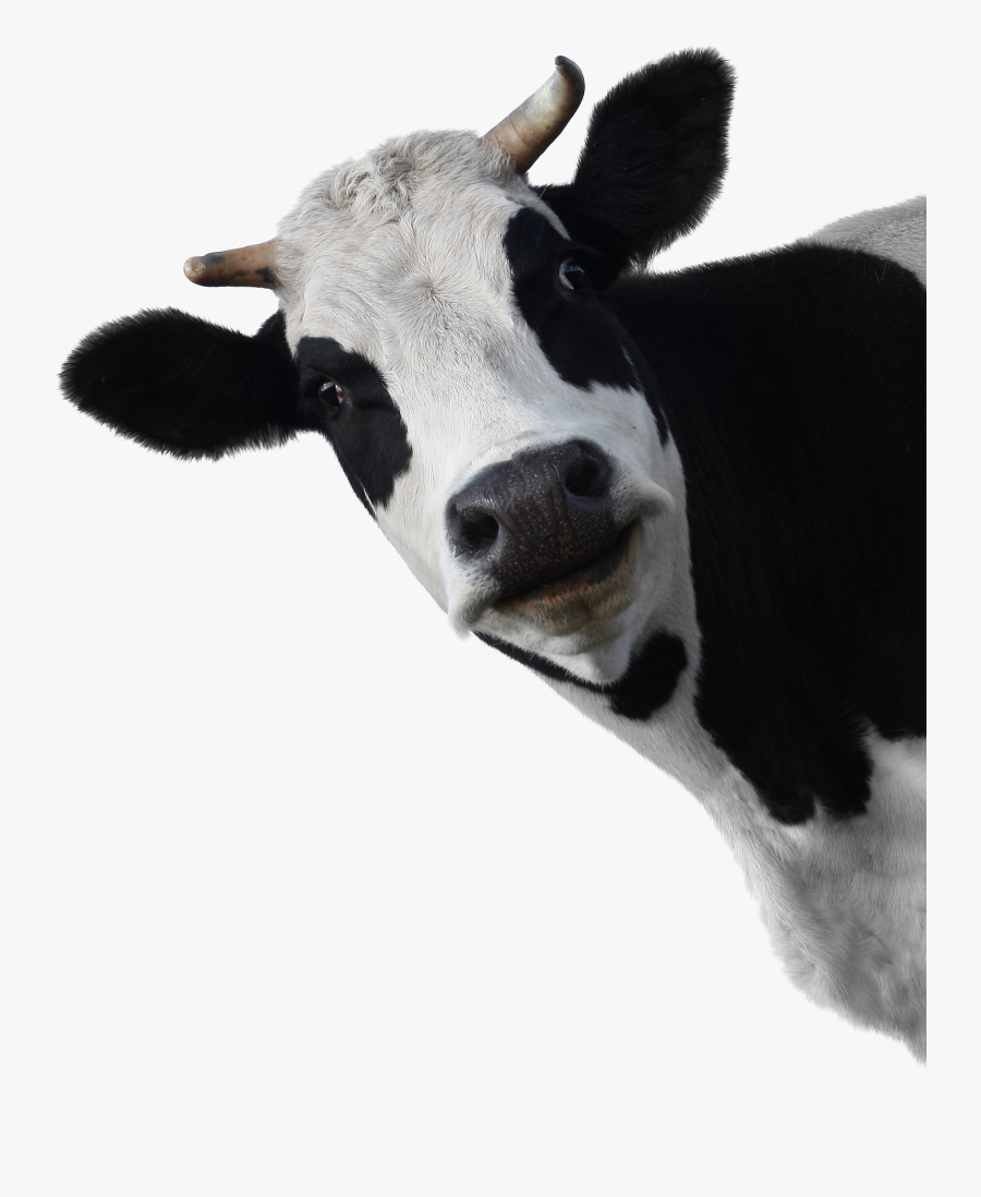 Cow With Transparent Background , Free Transparent Clipart - ClipartKey