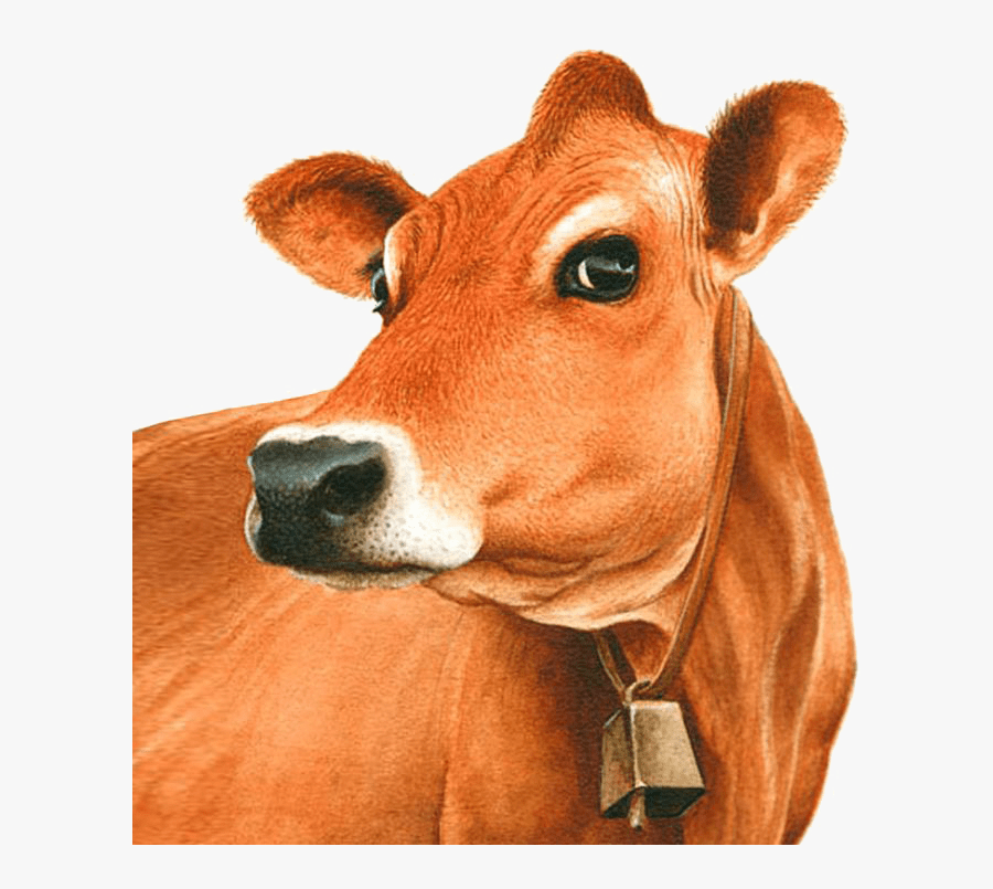 Exotic Breeds Of - Jersey Cow Clipart, Transparent Clipart