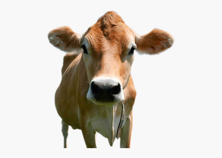 Transparent Cow Head Png, Transparent Clipart