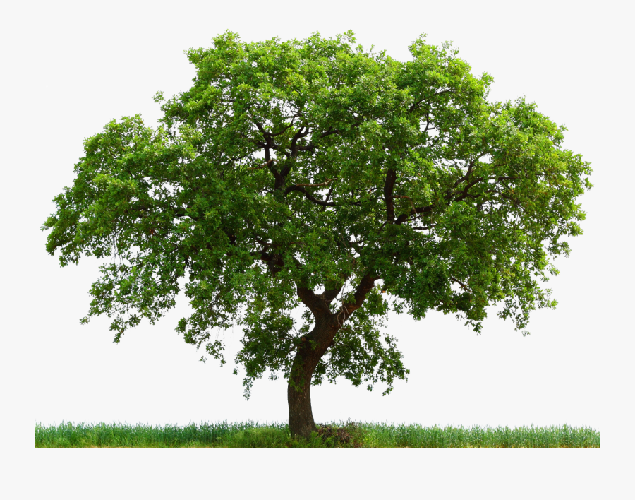 Oak Tree Realistic Clipart To Add To Photoshop 20 Free - Avocado Tree White Background, Transparent Clipart