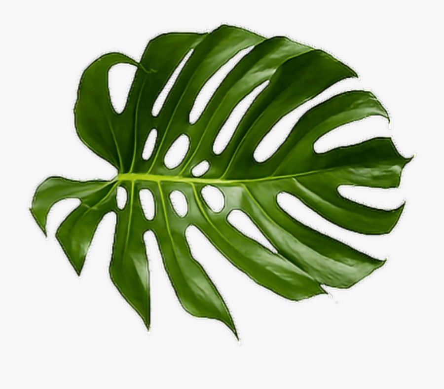 Cheese Plant Leaf Tropics Leaves Tropical Palm Clipart - Tropical Leaf Transparent Background, Transparent Clipart
