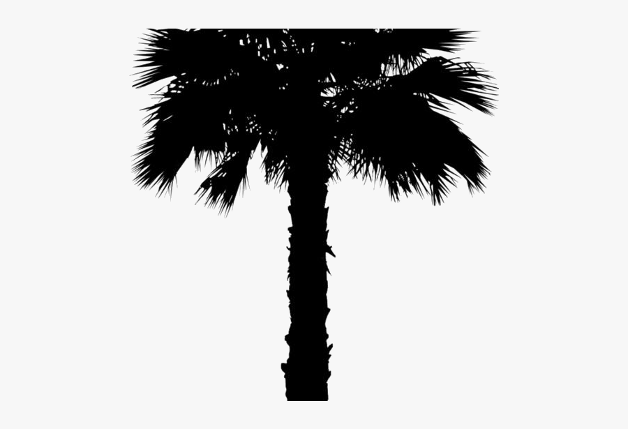 Coconut Tree Png Clipart Image For Download - Washingtonia Palm Tree Png, Transparent Clipart