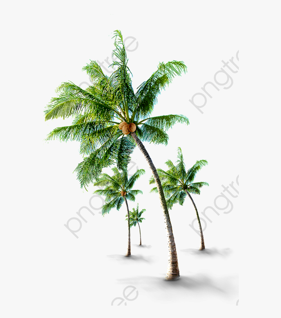 Tropical Coconut Trees - Tropical Palm Tree Png, Transparent Clipart