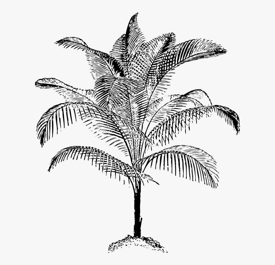 Miniature Coconut Palm - Black & White Sketch Of Coconut Trees, Transparent Clipart