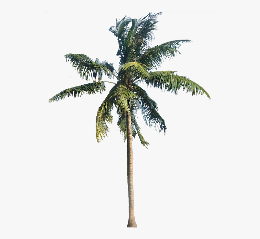 Single Coconut Tree Png - Transparent Background Palm Tree Png, Transparent Clipart