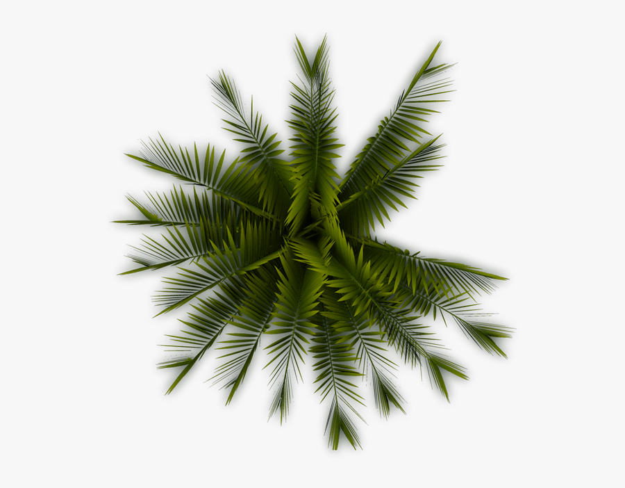 Coconut Tree Clipart Curved - Palm Tree Top View Png, Transparent Clipart