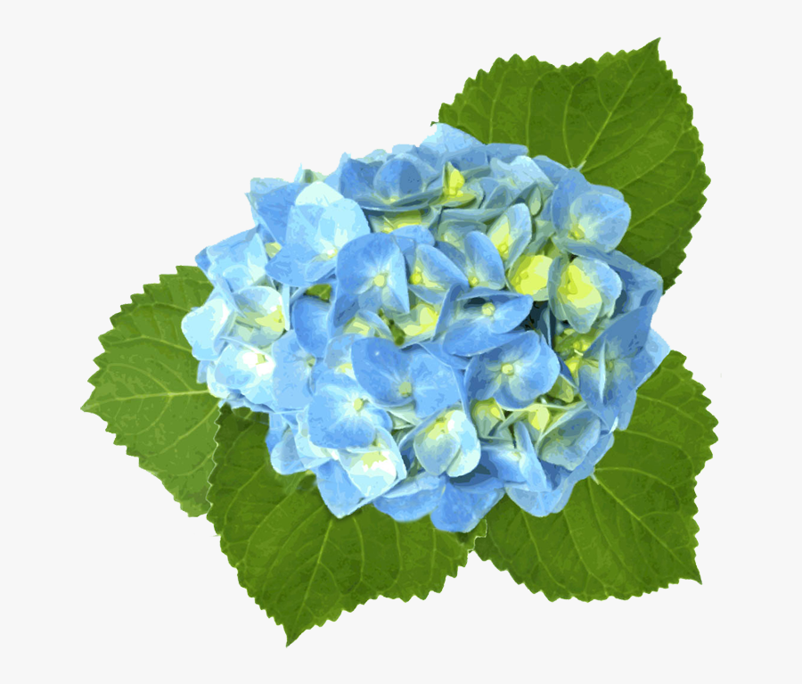 Blue Hydrangea Free Images At Clker - Watercolor Blue Hydrangea Hydrangea Flowers Png, Transparent Clipart