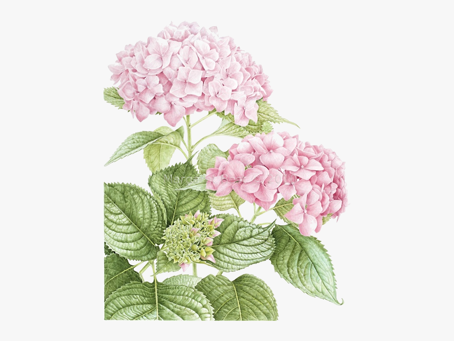 Pin By Marina On - Hydrangea Pink Flower Clipart, Transparent Clipart