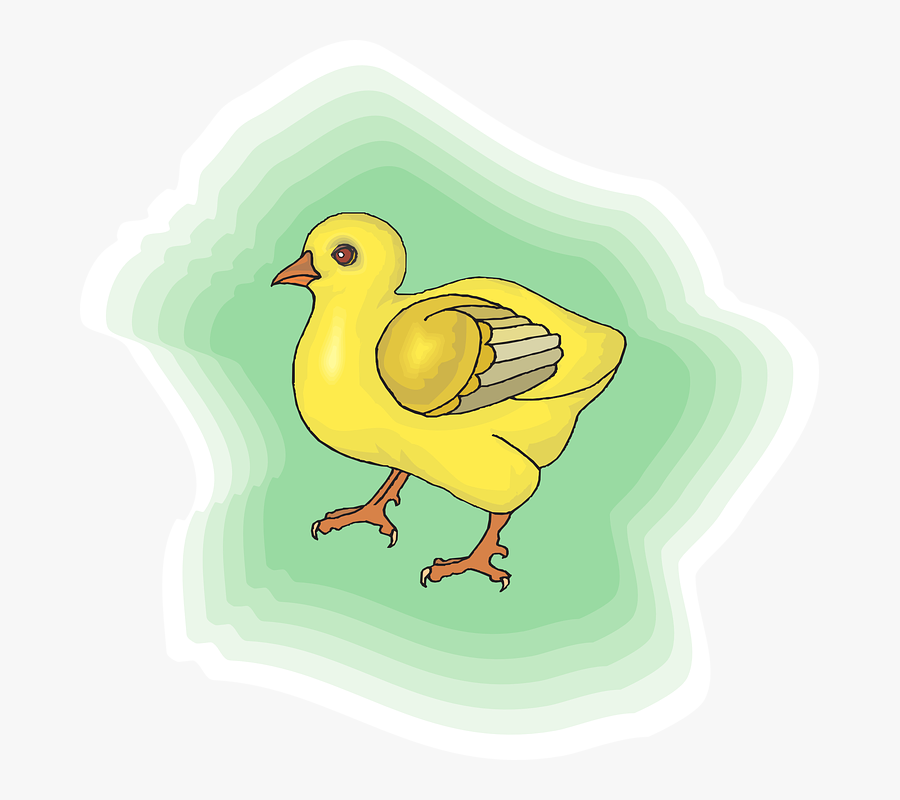 Chicken, Transparent Clipart