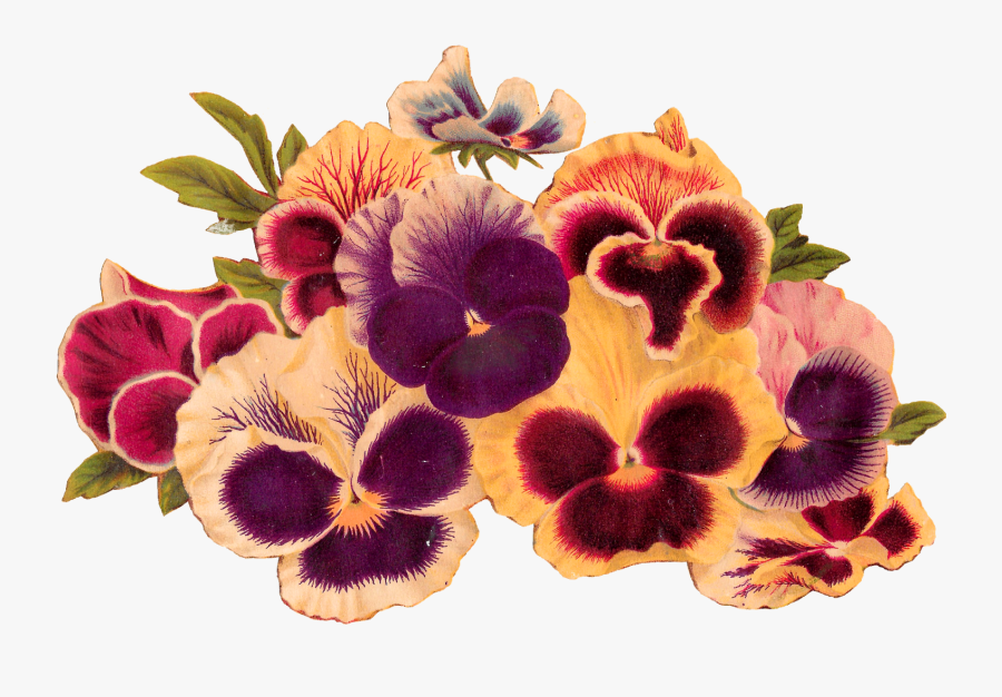 Flowers Pansy Image Illustration Transfer Digital Download - Pansies Clip Art, Transparent Clipart