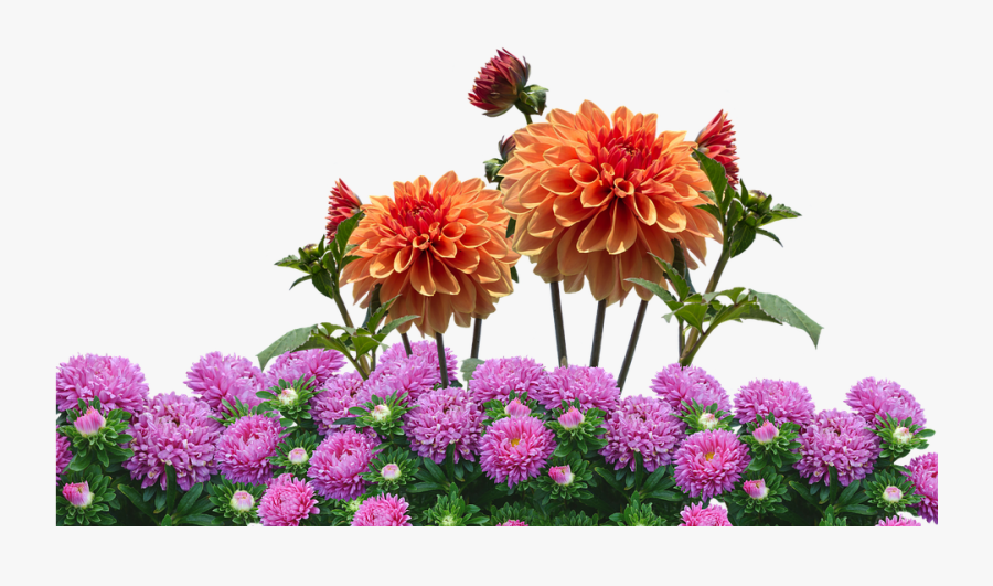 Transparent Dahlia Clipart - Flower Garden Png, Transparent Clipart