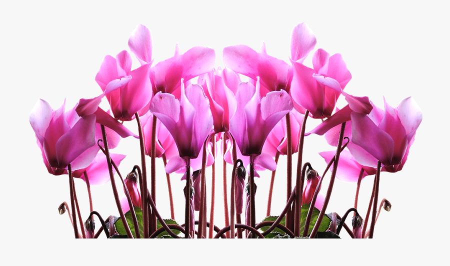 Tulip Stencil Free 25, - Quotes Happy Mothers Day 2018, Transparent Clipart