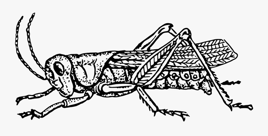 Grasshopper Animal Biology Bug Transparent Png Images - Grasshopper Cliparts Black And White, Transparent Clipart