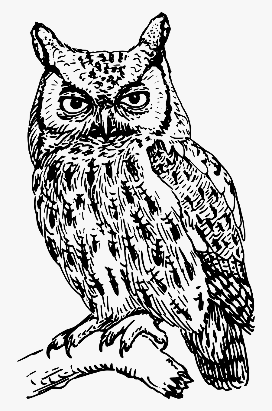 Transparent Png Owl - Clip Art Black And White Owl, Transparent Clipart