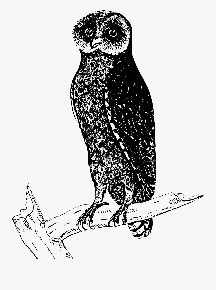 Bay Owl - Line Drawings Of Owls In Tree, Transparent Clipart