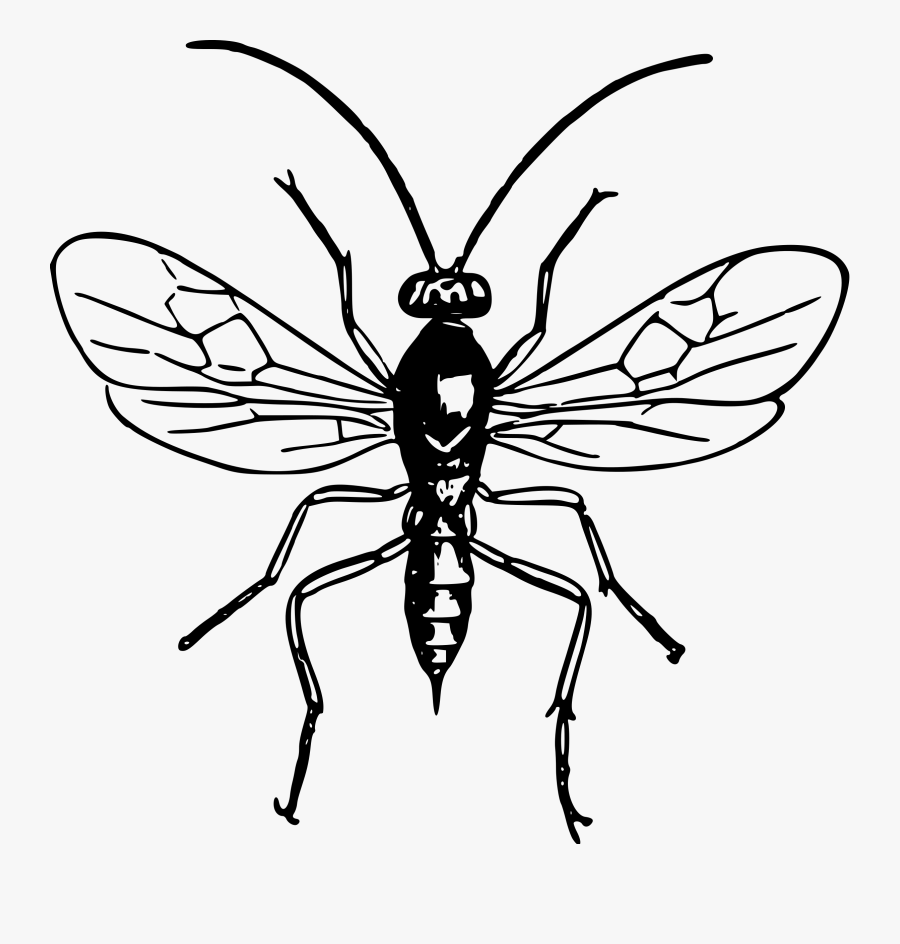 Transparent Hornet Clipart - Black And White Wasp Pictures Clip Art, Transparent Clipart
