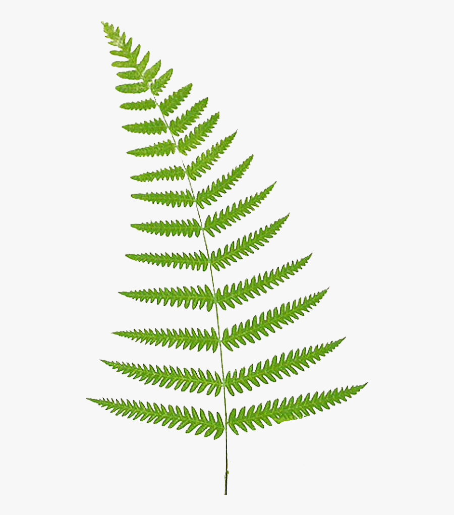 Back Gallery For Fern Clipart - Transparent Background Fern Clip Art, Transparent Clipart