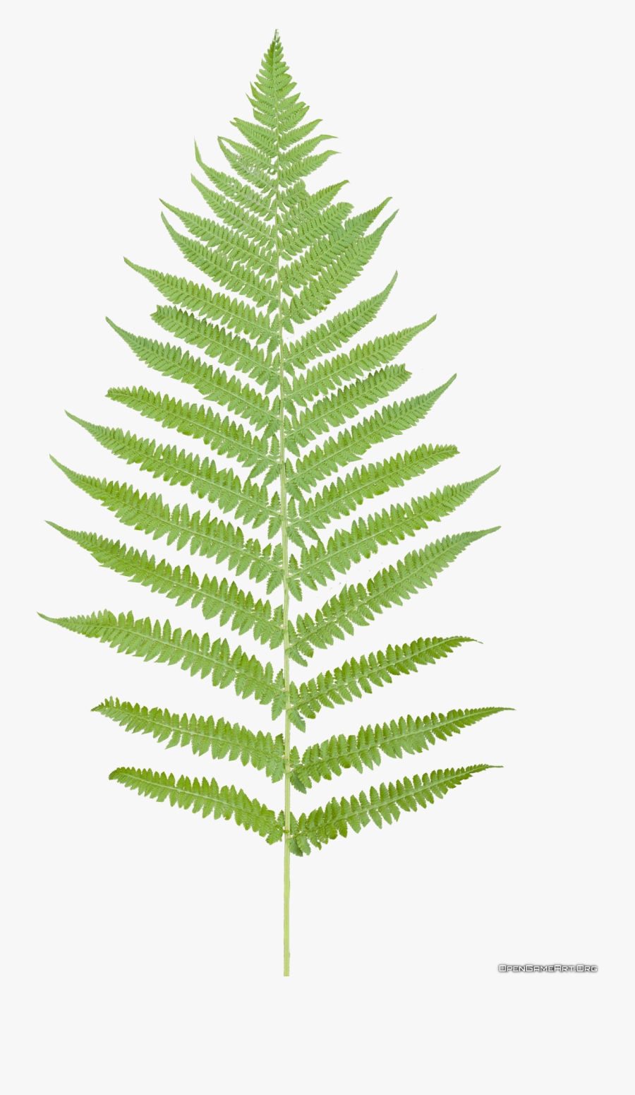 Fern Clipart Transparent Background - Fern Leaf No Background, Transparent Clipart