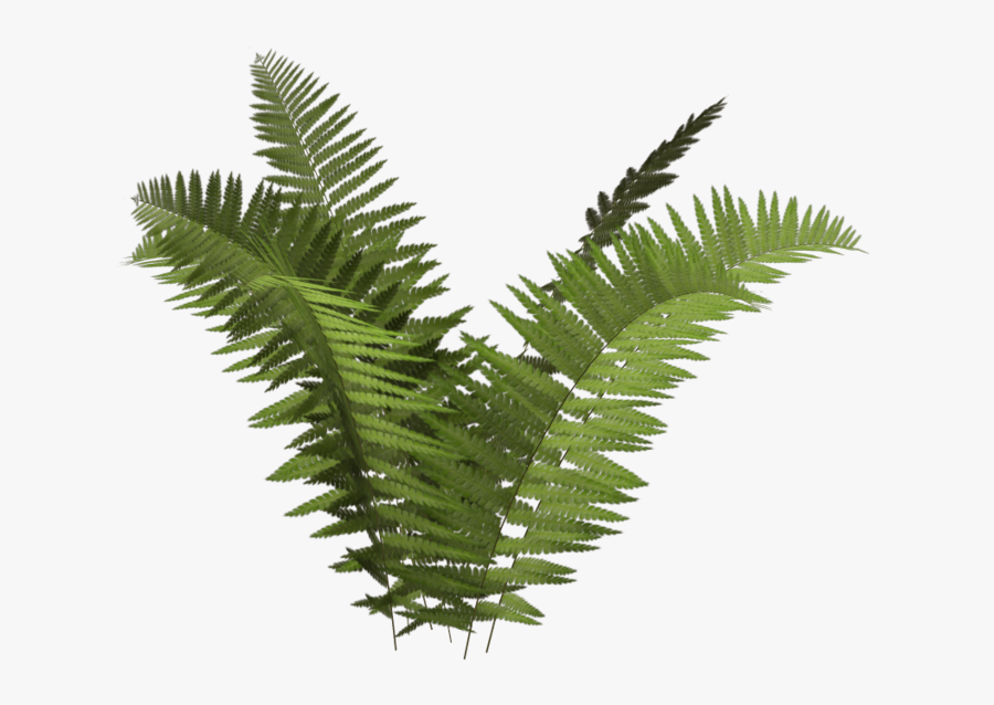 Transparent Ecology Clipart - Fern Png Transparent, Transparent Clipart