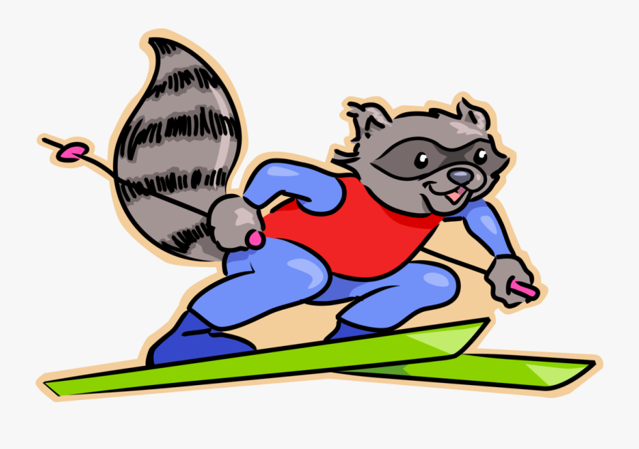 Vector Illustration Of North American Raccoon Skiing - Racoon Skiing, Transparent Clipart