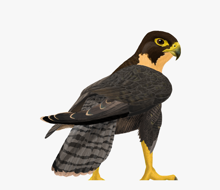 Peregrine Falcon Png Clipart - Peregrine Falcon Png, Transparent Clipart