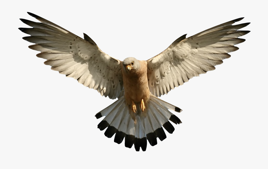 Falcon - Falcon Transparent Png, Transparent Clipart