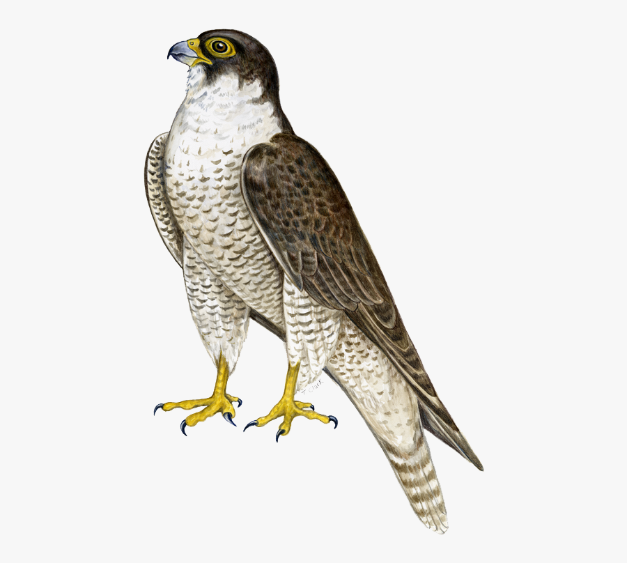 Cooper"s Hawk Clipart Transparent - Falcon Png, Transparent Clipart