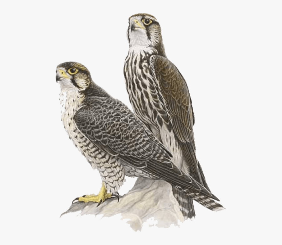 Portable Network Graphics Clip Art Falcon Transparency - Saker Falcon Vs Peregrine Falcon, Transparent Clipart