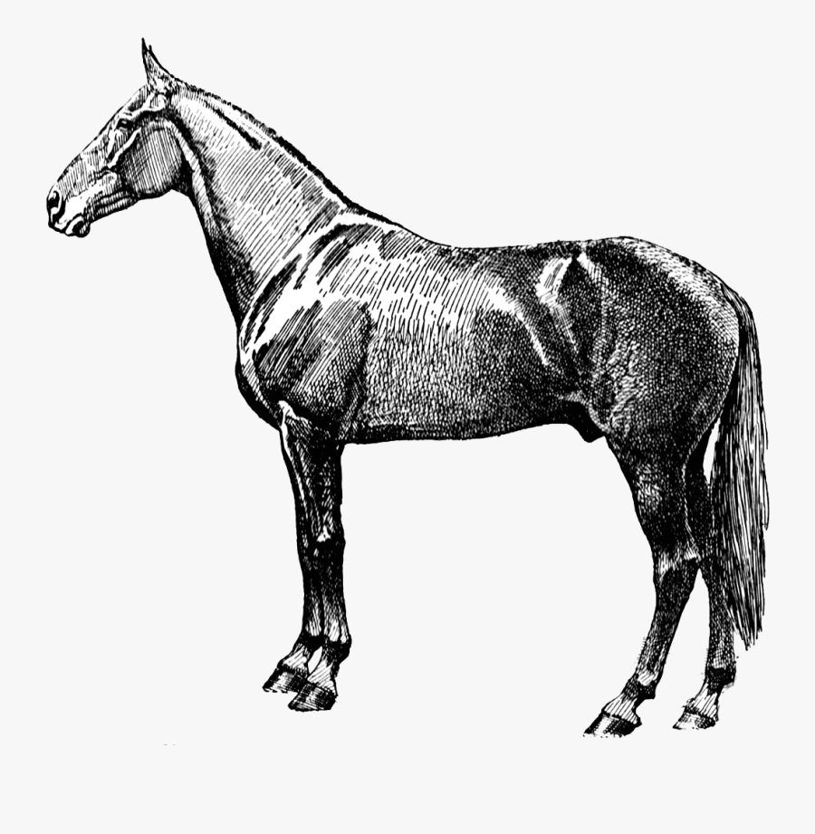 Vintage Horse, Transparent Clipart