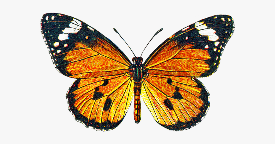 Halsey Without Me Butterfly, Transparent Clipart