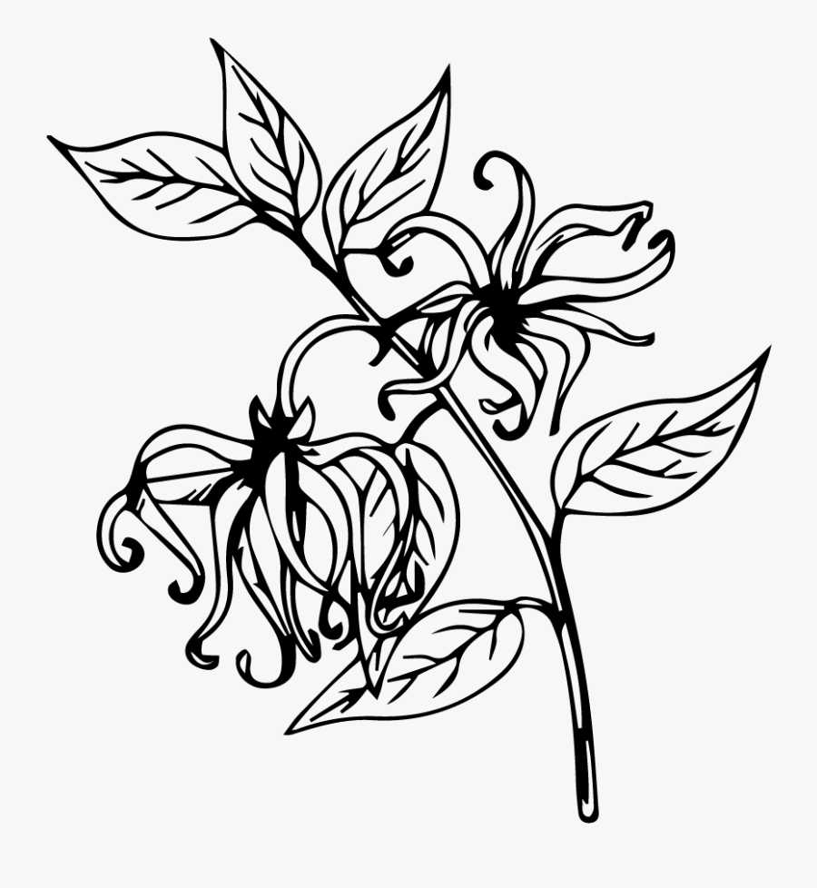 Cananga Odorata Flower Oil* - Ylang Ylang Flower Drawing, Transparent Clipart